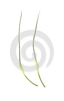 One garlic stem isolated on white background.