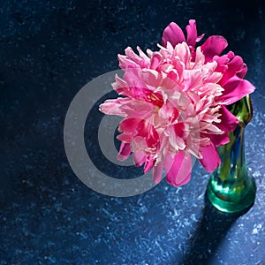 One gentle pink peony in glass green vase close up on dark blue textured backdrop with shadows and copy space