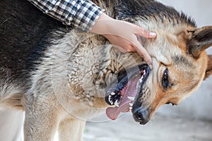One German shepherd bites a man by the hand. Training and breeding thoroughbred dogs