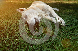 One german shepherd lay on grass