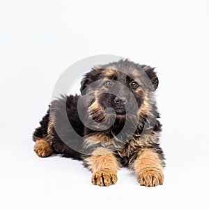 One german shepherd puppy posing on a white background