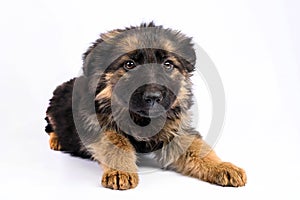 One german shepherd puppy posing on a white background