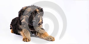 One german shepherd puppy posing on a white background