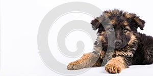 One german shepherd puppy posing on a white background