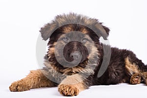 One german shepherd puppy posing on a white background