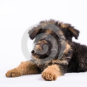 One german shepherd puppy posing on a white background