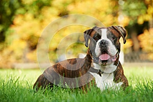 One german tiger boxer dog