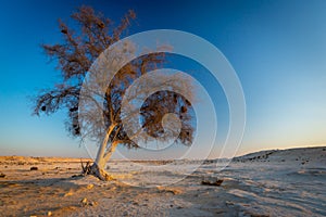 One ghaf tree at sunset in the Qatar desert