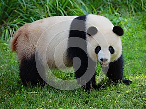 One giant panda on green