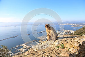 One Gibraltar maggot is sitting on a hill against the background of the sea with warblers .