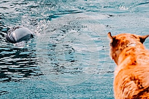 One ginger dog looks at the water, a dolphin swims in the red sea in eilat