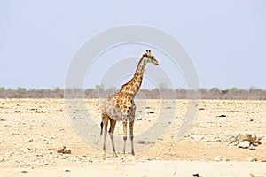 One giraffe alone desert, Etosha, Namibia