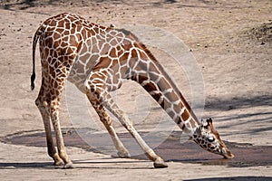 One giraffe drinking water