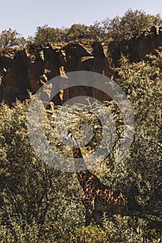 One giraffe hiding in bushes. Safari Kenya Africa