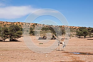 One giraffe walking in the desert dry landscape