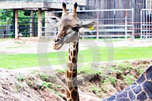 One Giraffe in the Zoo.
