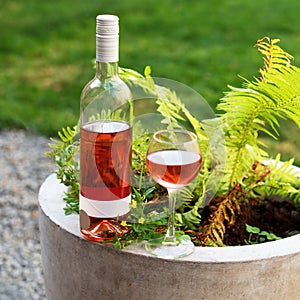 One glass and bottle of red or rose wine in autumn vineyard. Harvest time, picnic, fest theme.