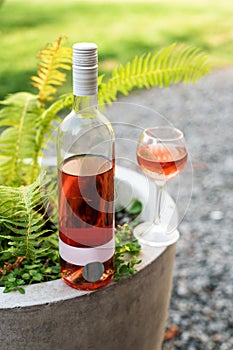 One glass and bottle of red or rose wine in autumn vineyard. Harvest time, picnic, fest theme.