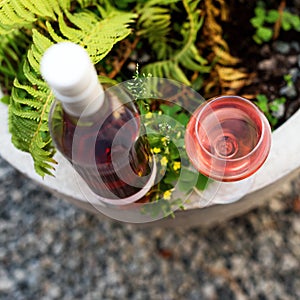 One glass and bottle of red or rose wine in autumn vineyard. Harvest time, picnic, fest theme.