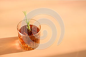 One Glass of cold whiskey garnish rosemary on beige background with sunny shadow