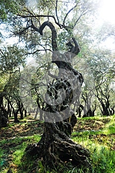 One gnarled olive tree