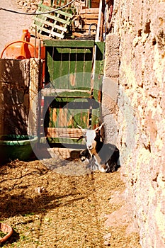 One goat resting on the country farm, lying on the hay, looking at camera