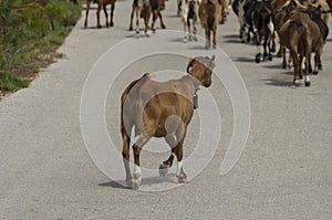 One goat walks behind a herd on road