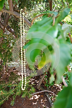 One gold chain hanging form a tree photo