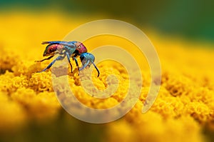 One gold wasp is sitting on a yellow flower