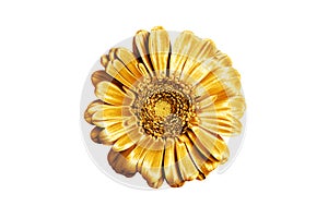 One golden gerbera flower white background isolated closeup, gold metal petals gerber flower, shiny yellow metallic leaves daisy