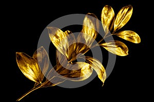 One golden leaves branch on black background isolated closeup, decorative gold color plant sprig, yellow shiny metallic twig