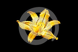 One golden lily flower black background isolated close up, beautiful single gold metal lilly, shiny yellow metallic floral pattern