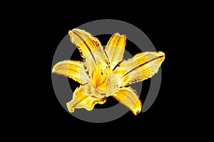 One golden lily flower black background isolated close up, beautiful single gold metal lilly, shiny yellow metallic floral pattern