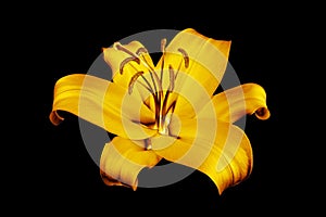 One golden lily flower black background isolated closeup, beautiful single gold lilly on dark, shiny yellow metallic floral patten