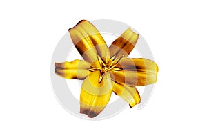 One golden lily flower white background isolated close up, beautiful single gold metal lilly, shiny yellow metallic floral pattern