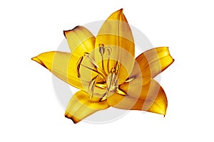 One golden lily flower white background isolated close up, beautiful single gold metal lilly, shiny yellow metallic floral pattern