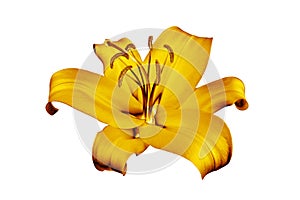 One golden lily flower white background isolated close up, beautiful single gold metal lilly, shiny yellow metallic floral pattern