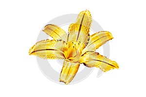 One golden lily flower white background isolated close up, beautiful single gold metal lilly, shiny yellow metallic floral pattern