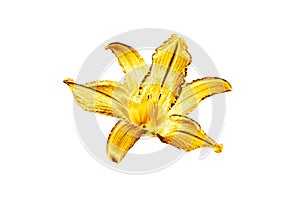 One golden lily flower white background isolated close up, beautiful single gold metal lilly, shiny yellow metallic floral pattern