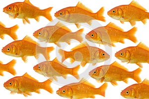 One goldfish being different photo