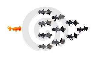One goldfish confront group of small black goldfish isolated on white background represents courage or the idea of inspiring