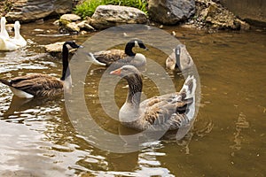 One goose with an orange beak swimming with geese that have black beaks