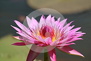 One Gorgeous Vibrant Pink Lotus Flower Blooming in the Sunlight