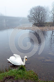 One gracious swan swimming in a water in focus. Bridge out of focus in a fog in the background. Galway city, Ireland. Irish nature