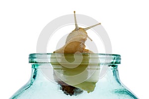 One grape snail isolated on a white