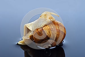 One grape snail in the water
