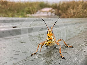 orange grasshopper looking at camera