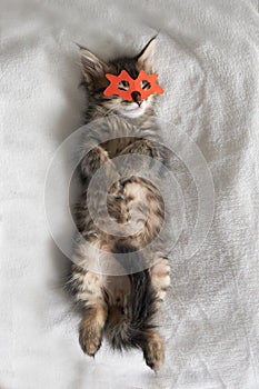 One gray ash kitten in a yellow orange carnival mask lies asleep enjoys mystery light background. relax vertical holiday love for