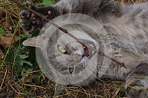 One gray big cat lies and bashes in the green grass and vegetation