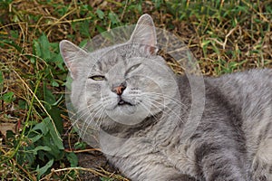 One gray big cat lies and bashes in the green grass and vegetation